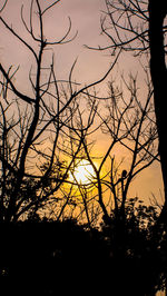 Low angle view of silhouette bare trees against sky during sunset