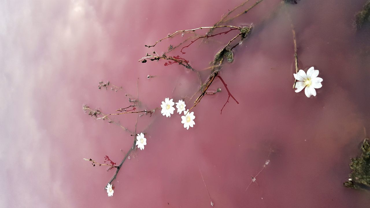 Pink Lake