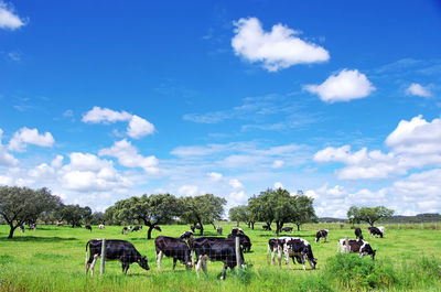 Cattle grazing on grass landscape against sky