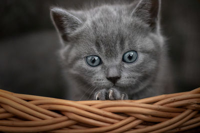 Close-up portrait of kitten in wicker basket