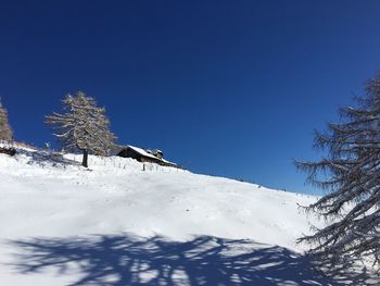 Low angle view of snow covered trees against blue sky