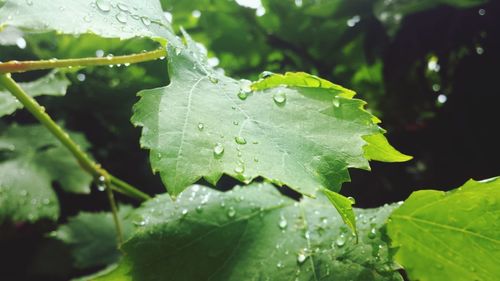 Close-up of water drops on leaf