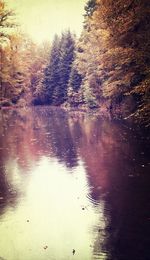 Reflection of trees in water