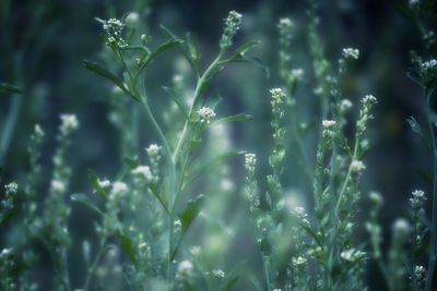 Close-up of wet plant