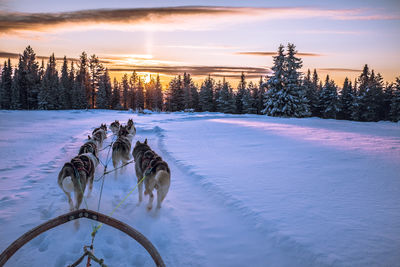 Dogs pulling sled on snow covered field against sky during sunset