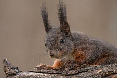 Close-up of squirrel