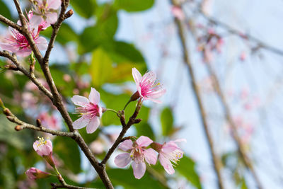 Close-up of pink cherry blossoms in spring