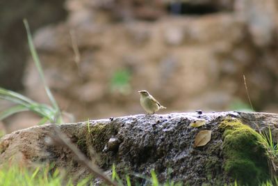 Close-up of bird perching on rock