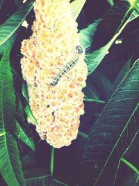 Close-up of flowers