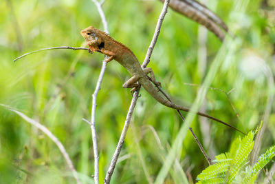 Close-up of insect on plant