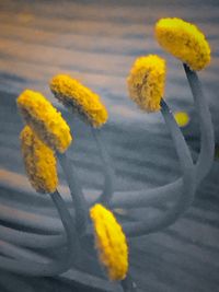 Close-up of yellow flowers