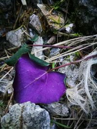 Close-up of purple flower plants