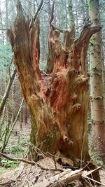 Close-up of tree stump in forest