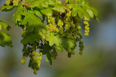 Close-up of fresh green leaves on plant