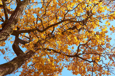 Low angle view of autumnal tree against sky