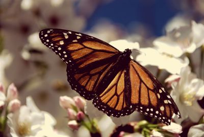 Butterfly perching on leaf