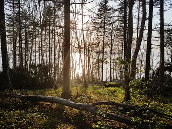 Trees in forest