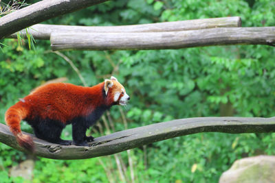 Red panda walking on wood in forest