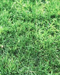 Full frame shot of fresh green field