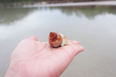 Close-up of hand holding crab