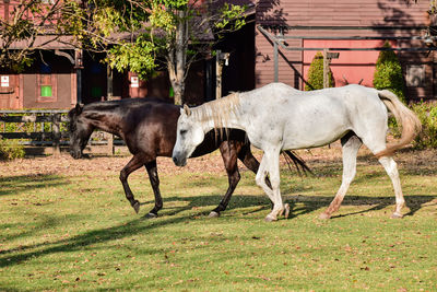 Horses in a field