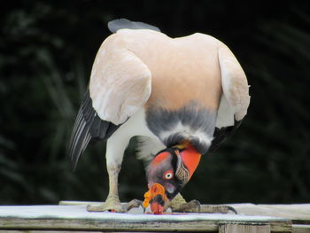 Close-up of bird perching on wood