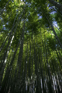 Low angle view of bamboo trees in forest