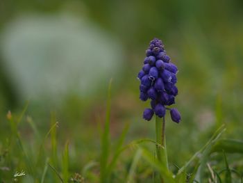 Close-up of purple flowers