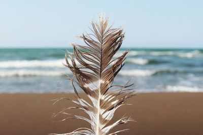 Close-up of plant by sea against sky