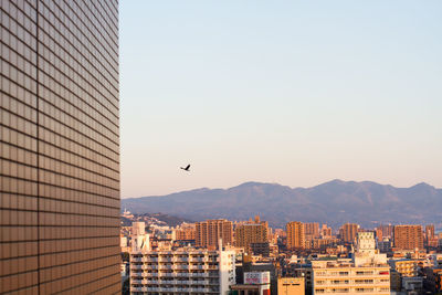 Bird flying over city