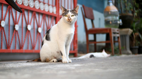 Cat sitting outdoors