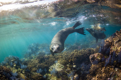 A group of sea lions swimming underwater at espiritu santo island.