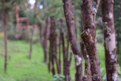 Close-up of tree trunk in forest
