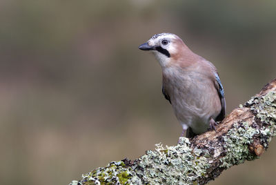 Close-up of bird perching on branch against blurred background