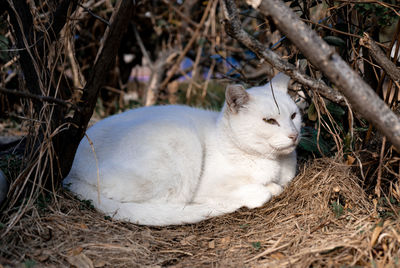 View of a cat sitting on land