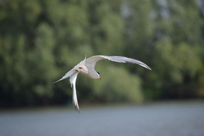 Bird flying over a blurred background