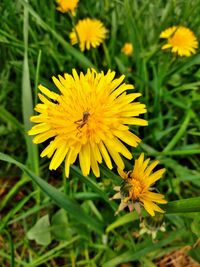 Close-up of insect on yellow flower