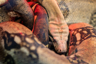 Close up of a boa constrictor sleeping