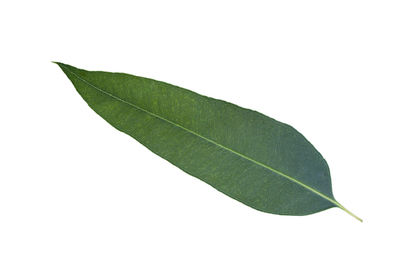 Close-up of leaf against white background