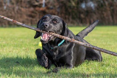 Portrait of a cute black labrador playing with a stick in the garden