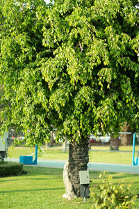 Trees growing in park