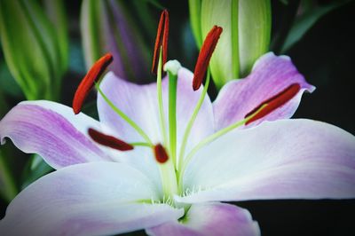 Close-up of pink flower