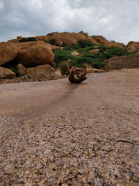 View of a resting on rock