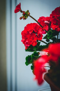 Close-up of red flowering plant