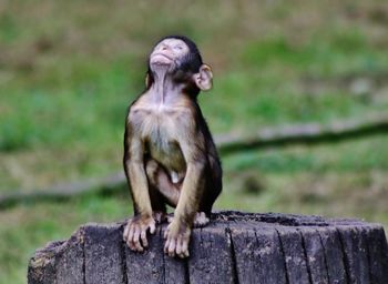 Close-up of monkey sitting outdoors