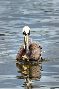 View of pelican swimming in lake