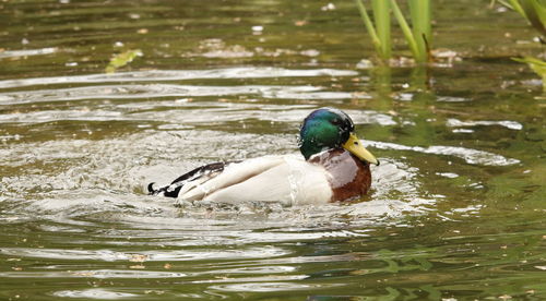 Close-up of duck swimming in lake