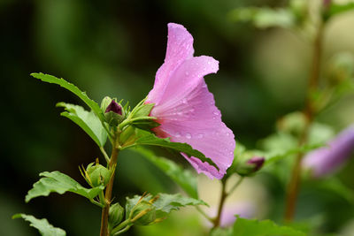 Close-up of pink flowering plant