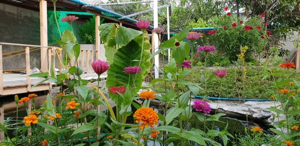 Close-up of purple flowering plants