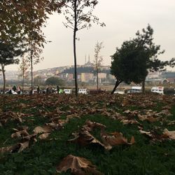 Autumn leaves on field against sky